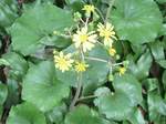 Petasites_japonicus02.jpg