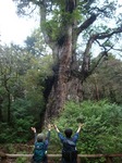 縄文杉.JPG