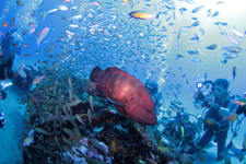 yakushima_4.jpg